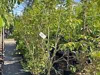 Ca. 12x sierstruik, syringa, magnolia e.a., sierheester, bloei/herfstverkleuring, ca. 100-200 cm hoog
