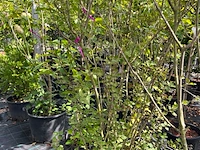 Ca. 12x sierstruik, syringa, magnolia e.a., sierheester, bloei/herfstverkleuring, ca. 100-200 cm hoog - afbeelding 4 van  11