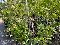 Ca. 12x sierstruik, syringa, magnolia e.a., sierheester, bloei/herfstverkleuring, ca. 100-200 cm hoog - afbeelding 5 van  11