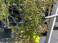 Ca. 12x sierstruik, syringa, magnolia e.a., sierheester, bloei/herfstverkleuring, ca. 100-200 cm hoog - afbeelding 6 van  11