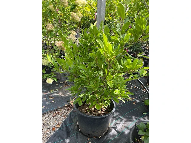 Ca. 12x sierstruik, syringa, magnolia e.a., sierheester, bloei/herfstverkleuring, ca. 100-200 cm hoog - afbeelding 7 van  11