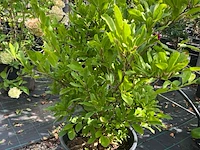 Ca. 12x sierstruik, syringa, magnolia e.a., sierheester, bloei/herfstverkleuring, ca. 100-200 cm hoog - afbeelding 7 van  11