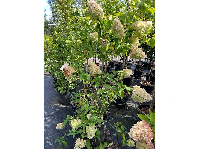 Ca. 12x sierstruik, syringa, magnolia e.a., sierheester, bloei/herfstverkleuring, ca. 100-200 cm hoog - afbeelding 8 van  11