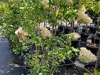 Ca. 12x sierstruik, syringa, magnolia e.a., sierheester, bloei/herfstverkleuring, ca. 100-200 cm hoog - afbeelding 8 van  11