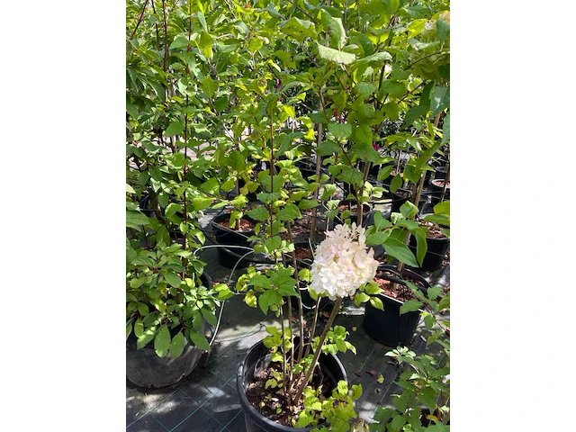Ca. 12x sierstruik, syringa, magnolia e.a., sierheester, bloei/herfstverkleuring, ca. 100-200 cm hoog - afbeelding 9 van  11