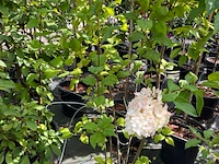 Ca. 12x sierstruik, syringa, magnolia e.a., sierheester, bloei/herfstverkleuring, ca. 100-200 cm hoog - afbeelding 9 van  11