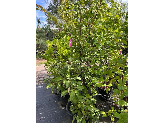 Ca. 12x sierstruik, syringa, magnolia e.a., sierheester, bloei/herfstverkleuring, ca. 100-200 cm hoog - afbeelding 10 van  11