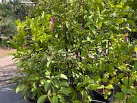 Ca. 12x sierstruik, syringa, magnolia e.a., sierheester, bloei/herfstverkleuring, ca. 100-200 cm hoog - afbeelding 10 van  11