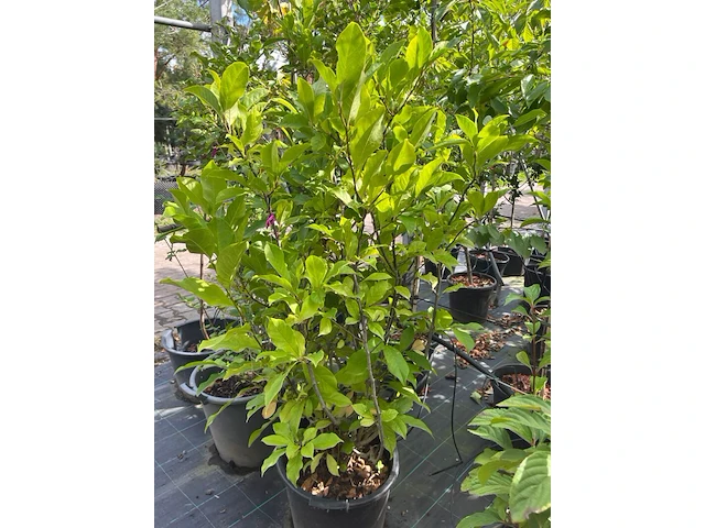 Ca. 12x sierstruik, syringa, magnolia e.a., sierheester, bloei/herfstverkleuring, ca. 100-200 cm hoog - afbeelding 11 van  11