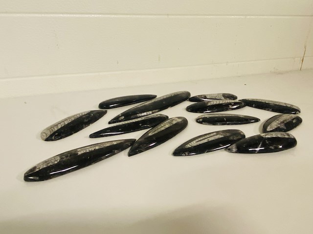 Ca. 13x orthoceras punten - afbeelding 1 van  4