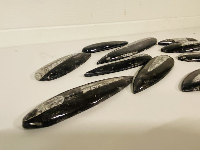 Ca. 13x orthoceras punten - afbeelding 2 van  4