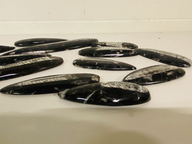 Ca. 13x orthoceras punten - afbeelding 3 van  4