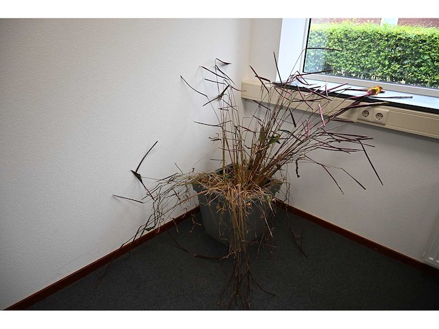 Ca. 14 stuks (planten)met pot / vaas - afbeelding 14 van  17