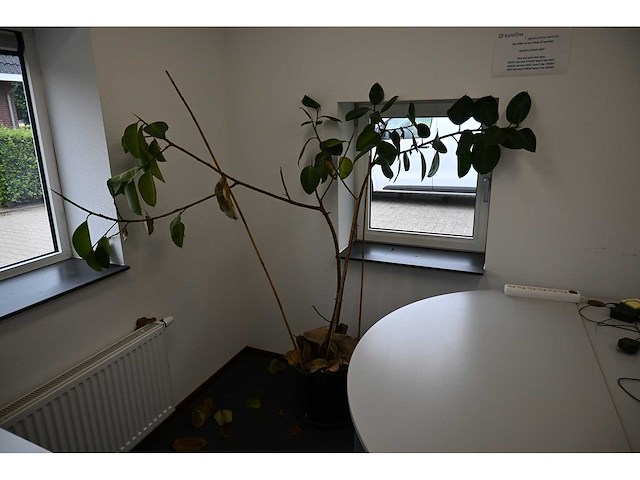 Ca. 14 stuks (planten)met pot / vaas - afbeelding 15 van  17
