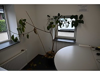 Ca. 14 stuks (planten)met pot / vaas - afbeelding 15 van  17