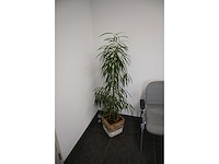 Ca. 14 stuks (planten)met pot / vaas - afbeelding 4 van  17
