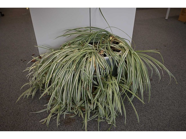 Ca. 14 stuks (planten)met pot / vaas - afbeelding 7 van  17