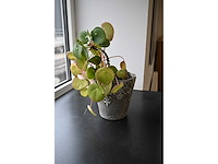 Ca. 14 stuks (planten)met pot / vaas - afbeelding 9 van  17