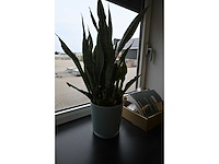 Ca. 14 stuks (planten)met pot / vaas - afbeelding 10 van  17