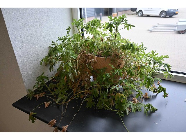 Ca. 14 stuks (planten)met pot / vaas - afbeelding 11 van  17