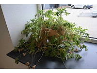 Ca. 14 stuks (planten)met pot / vaas - afbeelding 11 van  17