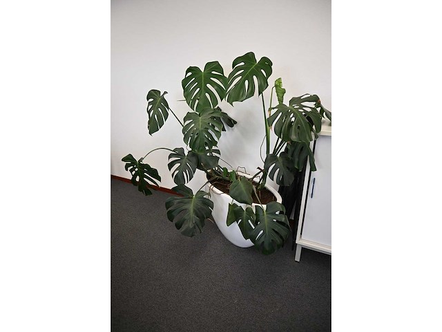 Ca. 14 stuks (planten)met pot / vaas - afbeelding 3 van  17