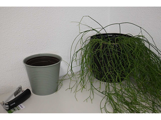 Ca. 14 stuks (planten)met pot / vaas - afbeelding 4 van  17