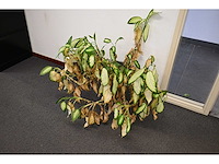 Ca. 14 stuks (planten)met pot / vaas - afbeelding 10 van  17