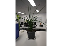 Ca. 14 stuks (planten)met pot / vaas - afbeelding 11 van  17