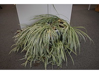 Ca. 14 stuks (planten)met pot / vaas - afbeelding 13 van  17