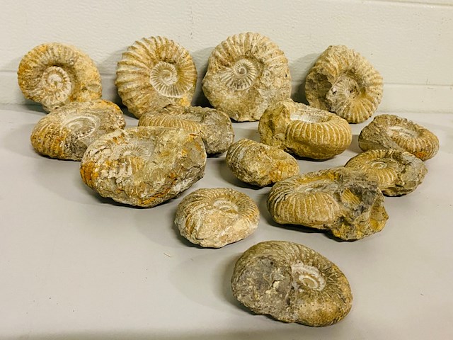 Ca. 14x ammoniet fossiel - afbeelding 1 van  8