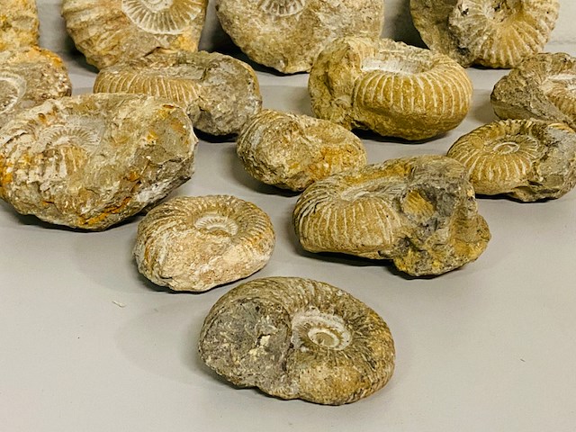 Ca. 14x ammoniet fossiel - afbeelding 2 van  8