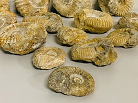 Ca. 14x ammoniet fossiel - afbeelding 2 van  8