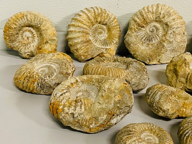 Ca. 14x ammoniet fossiel - afbeelding 3 van  8