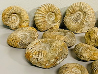 Ca. 14x ammoniet fossiel - afbeelding 3 van  8