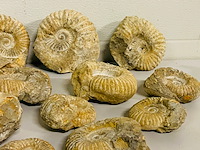 Ca. 14x ammoniet fossiel - afbeelding 4 van  8