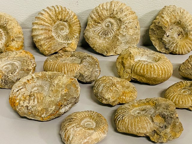 Ca. 14x ammoniet fossiel - afbeelding 5 van  8
