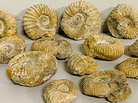 Ca. 14x ammoniet fossiel - afbeelding 5 van  8