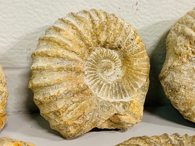Ca. 14x ammoniet fossiel - afbeelding 6 van  8