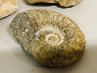 Ca. 14x ammoniet fossiel - afbeelding 7 van  8