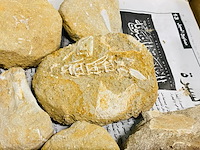 Ca. 14x fossielen uit marokko - afbeelding 3 van  7
