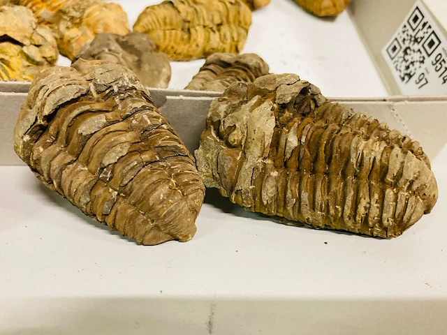 Ca. 14x trilobiet fossielen - afbeelding 2 van  6