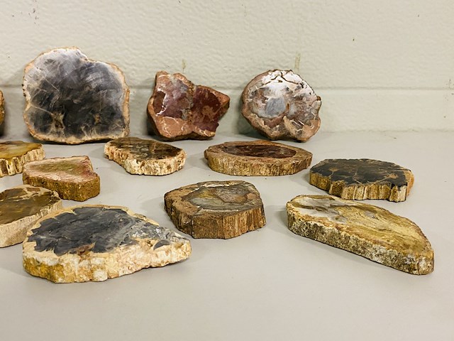 Ca. 14x versteend hout plakken - afbeelding 3 van  6