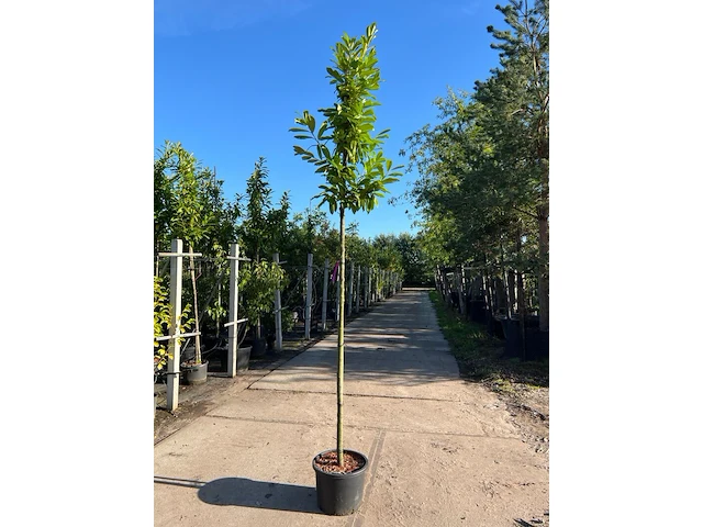 Ca. 15x laurierkers, prunus 'novita', leigeschikt, wintergroen, ca. 3-3.5 m hoog - afbeelding 1 van  2