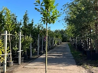Ca. 15x laurierkers, prunus 'novita', leigeschikt, wintergroen, ca. 3-3.5 m hoog