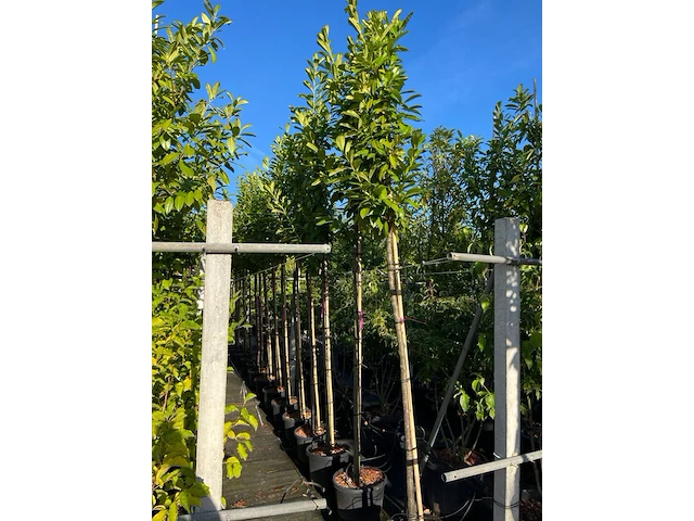 Ca. 15x laurierkers, prunus 'novita', leigeschikt, wintergroen, ca. 3-3.5 m hoog - afbeelding 2 van  2