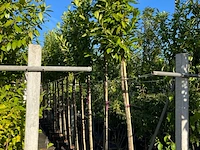 Ca. 15x laurierkers, prunus 'novita', leigeschikt, wintergroen, ca. 3-3.5 m hoog - afbeelding 2 van  2