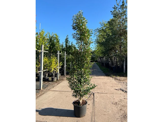 Ca. 15x portugese laurier, prunus lusitanica, haagplant, wintergroen, ca. 175-225cm hoog - afbeelding 1 van  1