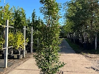 Ca. 15x portugese laurier, prunus lusitanica, haagplant, wintergroen, ca. 175-225cm hoog