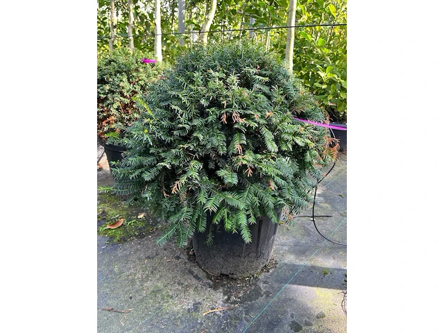 Ca. 15x venijnboom, taxus baccata, bolvorm, wintergroen, ca. 60 cm breed - afbeelding 1 van  2